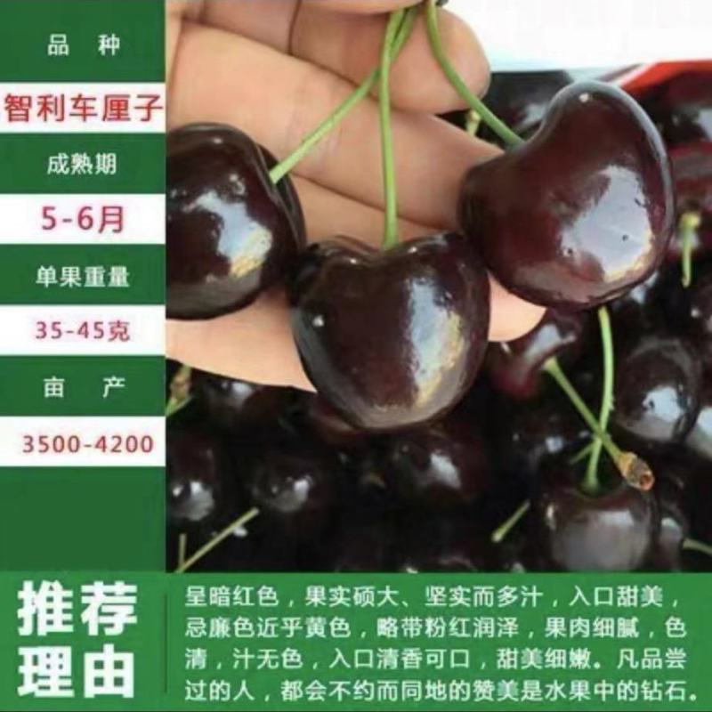 樱桃苗大樱桃车厘子树苗盆栽地栽果树苗南方北方种植当年结果