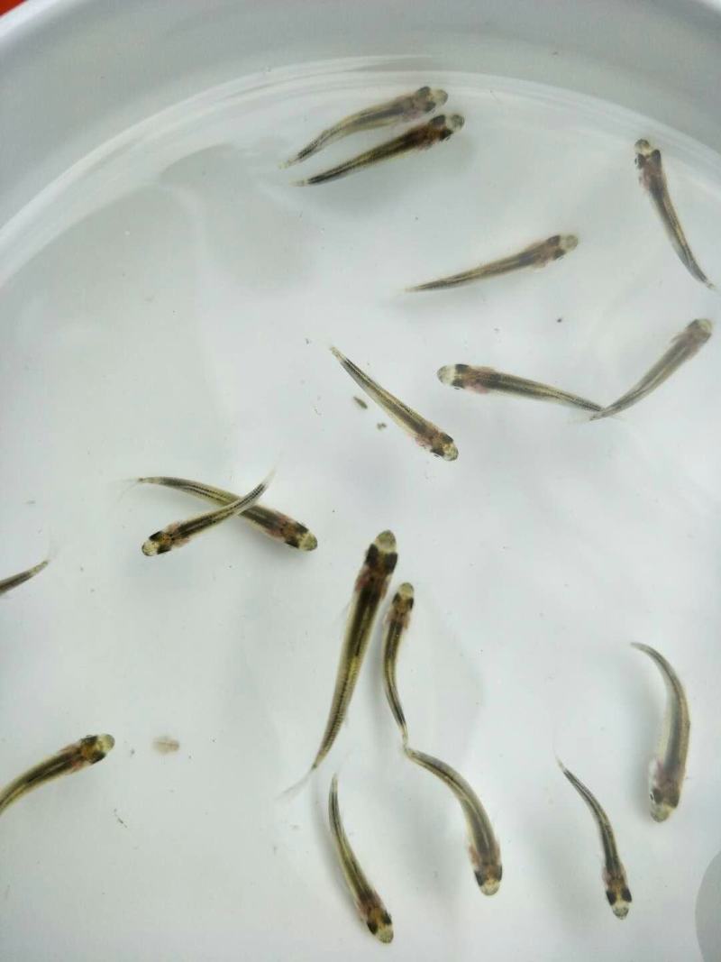 活体鱼苗海鲈鱼苗淡水海水长江鲈鱼苗江西河南湖南湖北安徽