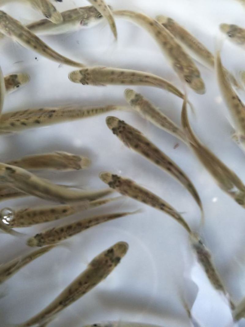 活体鱼苗海鲈鱼苗淡水海水长江鲈鱼苗江西河南湖南湖北安徽