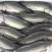 活体鱼苗海鲈鱼苗淡水海水长江鲈鱼苗江西河南湖南湖北安徽