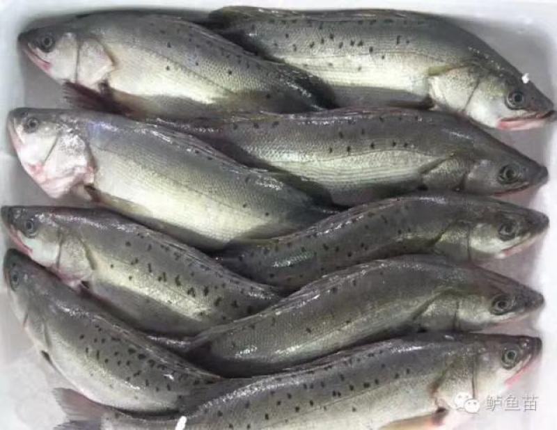 活体鱼苗海鲈鱼苗淡水海水长江鲈鱼苗江西河南湖南湖北安徽