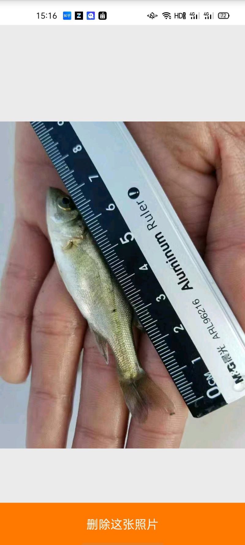活体鱼苗海鲈鱼苗淡水海水长江鲈鱼苗江西河南湖南湖北安徽