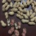 宁陵县龙腾生态农业绿色农业手剥花生米纯种