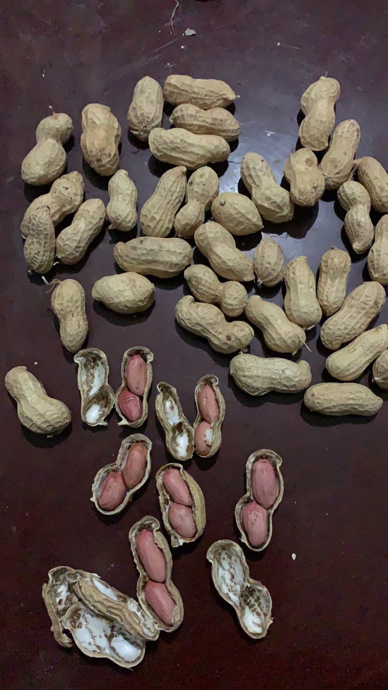 宁陵县龙腾生态农业绿色农业手剥花生米纯种