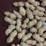 宁陵县龙腾生态农业绿色农业手剥花生米纯种