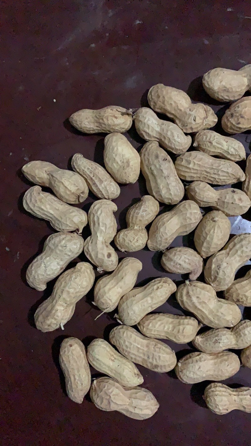 宁陵县龙腾生态农业绿色农业手剥花生米纯种