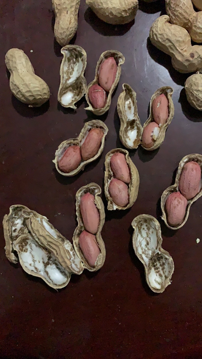 宁陵县龙腾生态农业绿色农业手剥花生米纯种