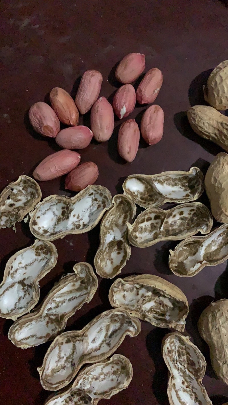 宁陵县龙腾生态农业绿色农业手剥花生米纯种