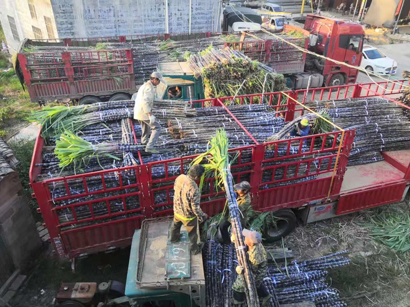 兰溪甘蔗冷链运输车辆装车场景