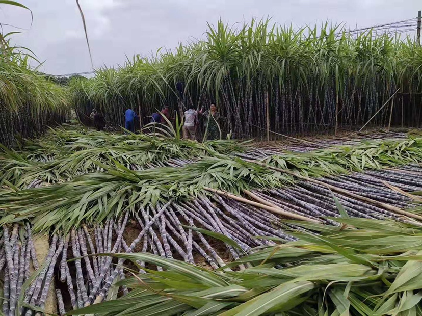 农户采收黑皮甘蔗场景
