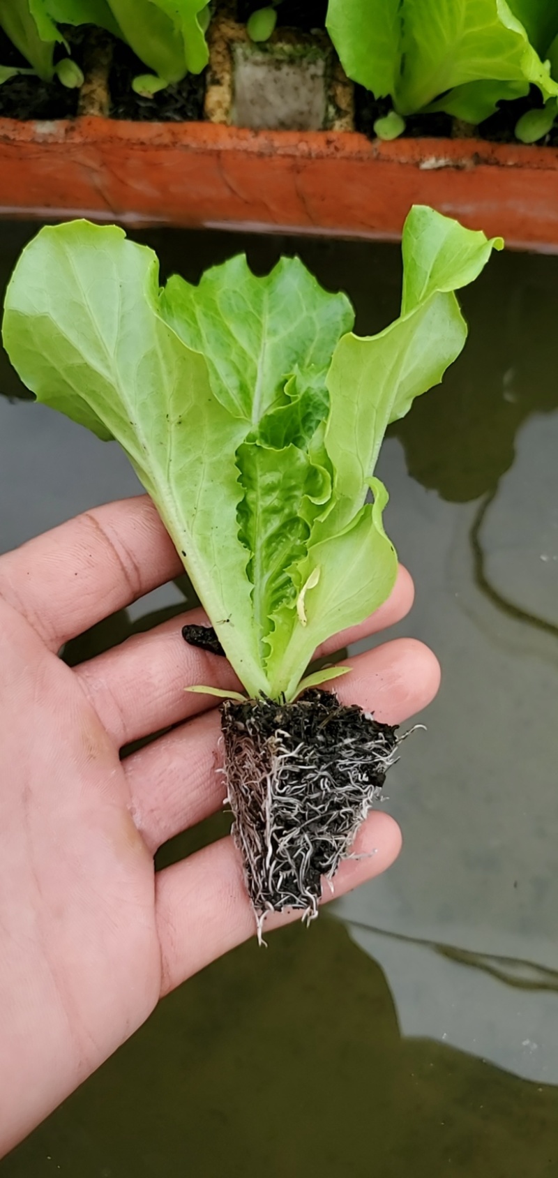 水培精品耐热耐寒意大利生菜苗筐装泡沫箱全国发货