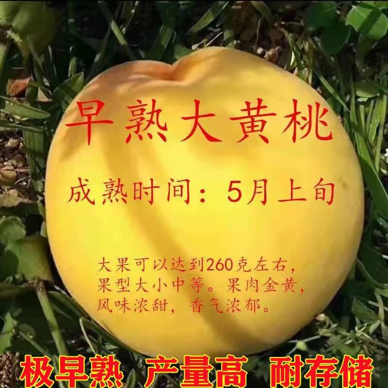 山东大黄桃苗早中晚熟黄金桃黄金蜜桃霜黄金桃果树苗
