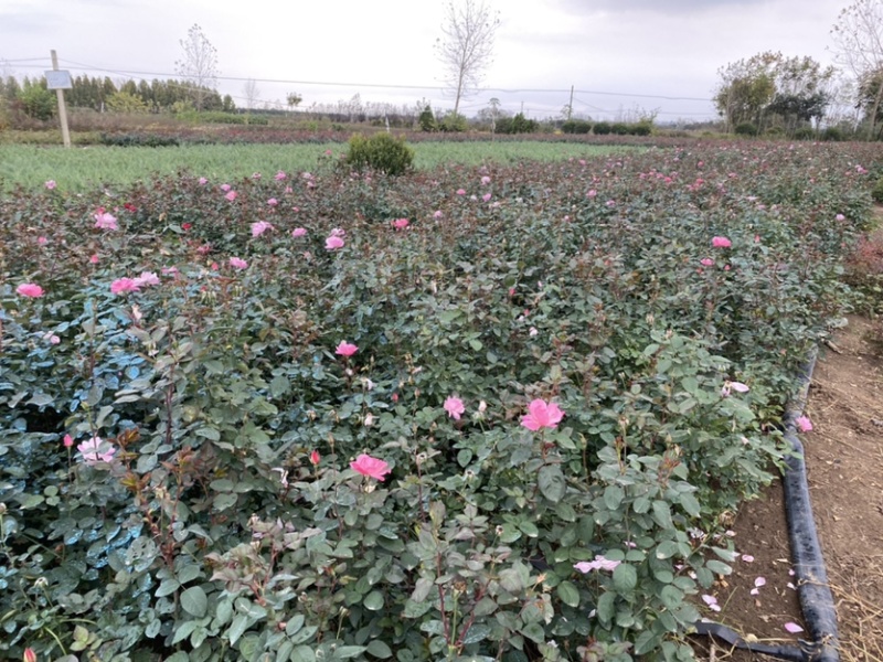 沭阳红帽月季基地直销。丰花月季，大花月季，量大从优