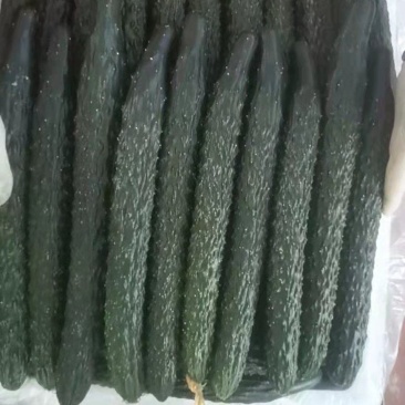 大棚青瓜，量大，运输方便，