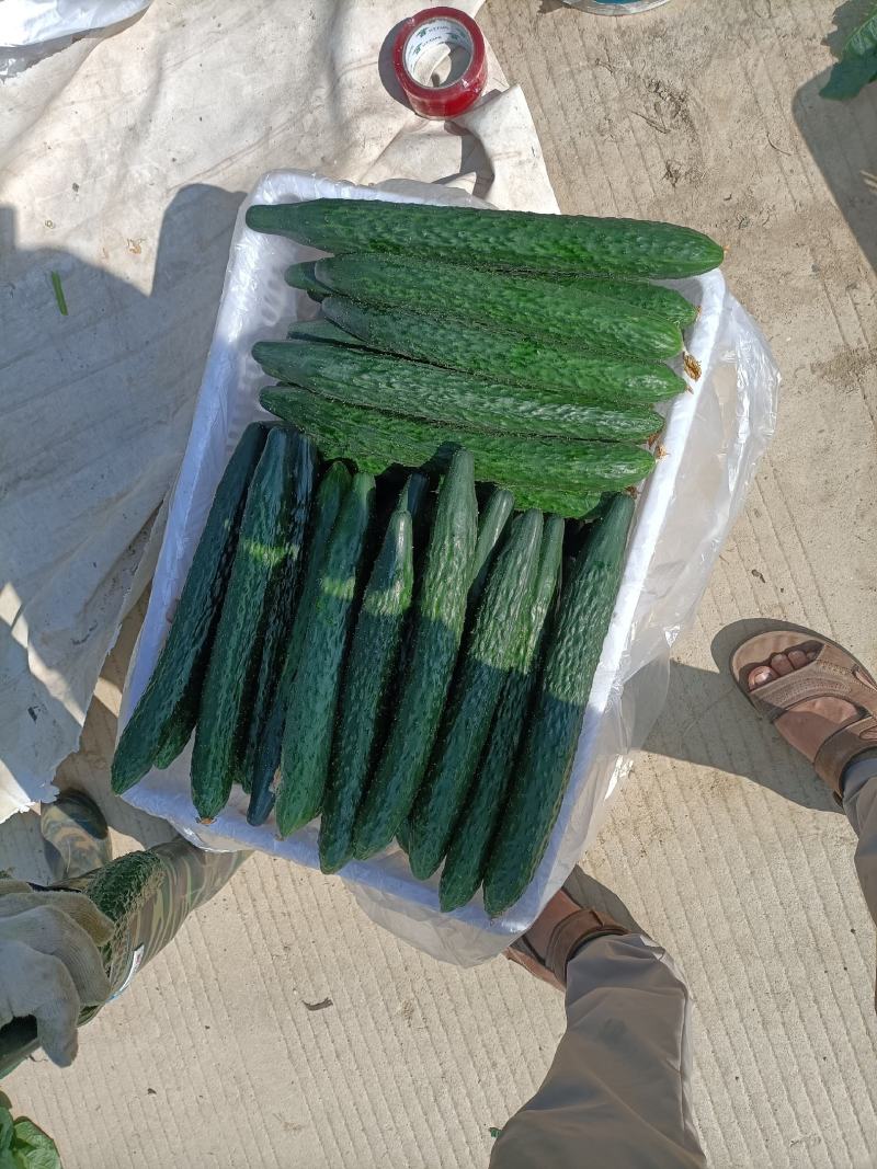 大棚青瓜，量大，运输方便，