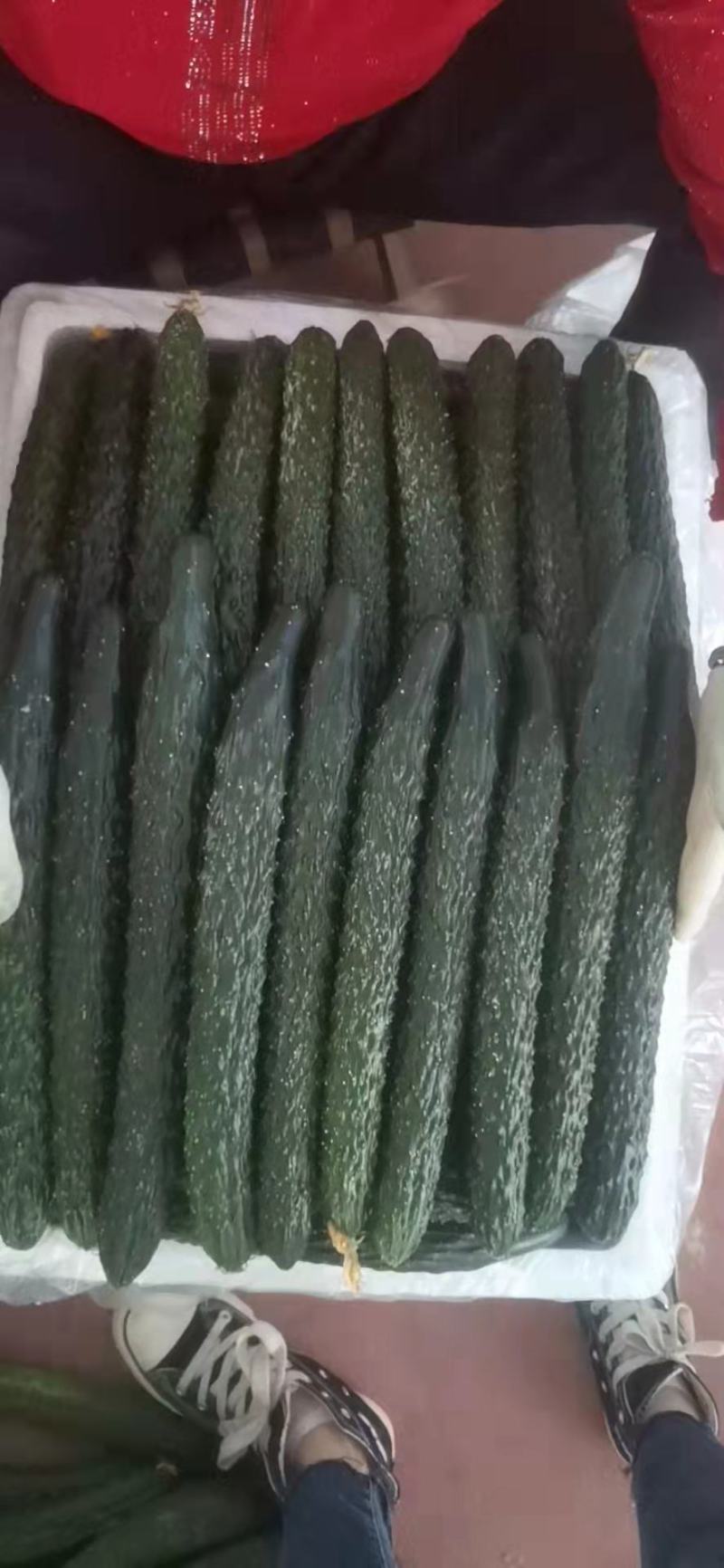 大棚青瓜，量大，运输方便，