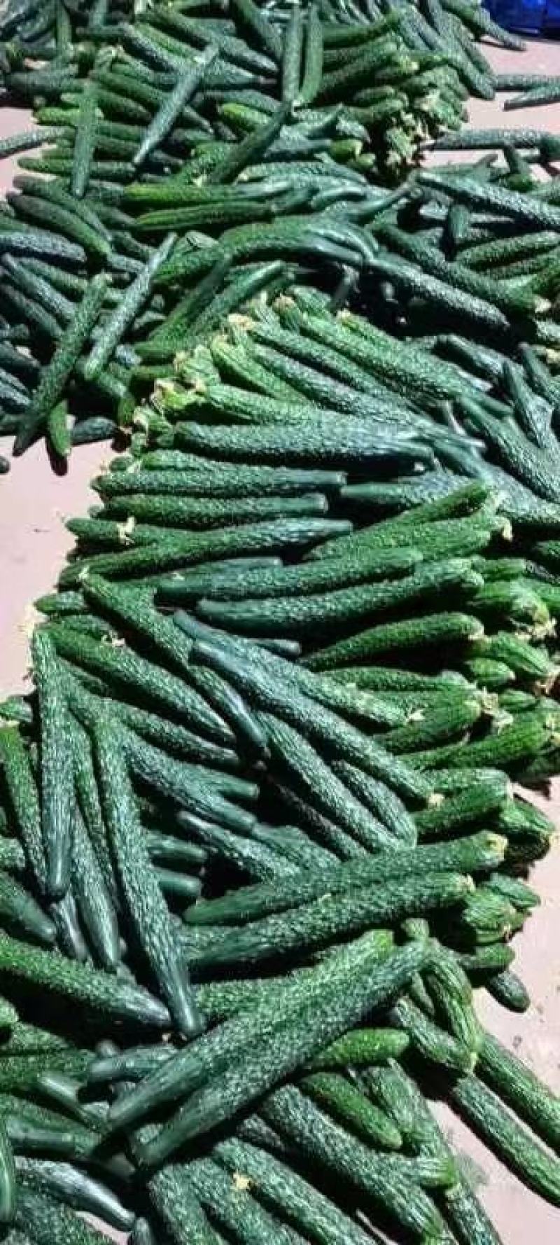 大棚青瓜，量大，运输方便，