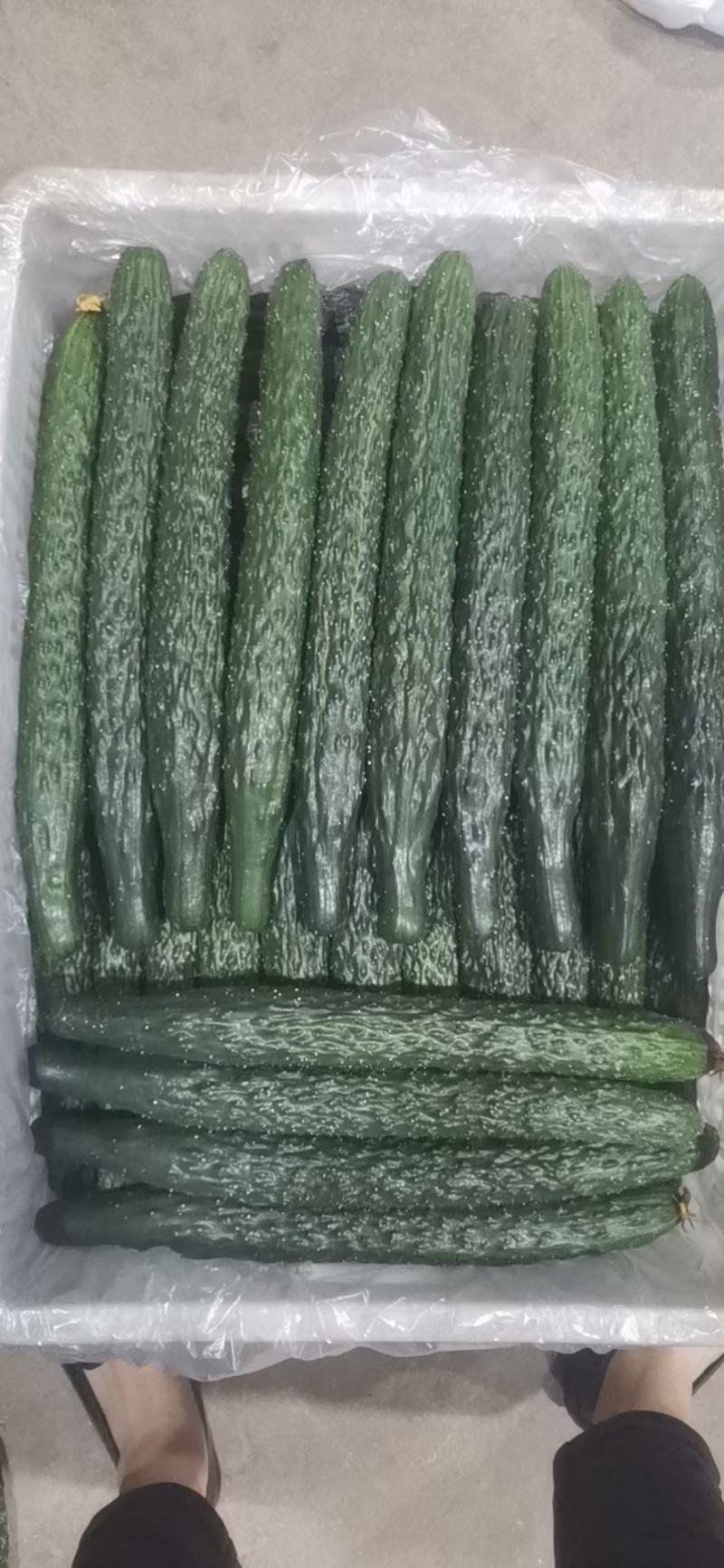 大棚青瓜，量大，运输方便，