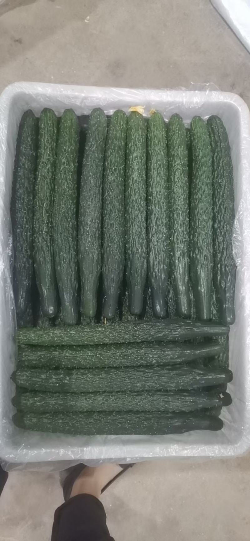 大棚青瓜，量大，运输方便，