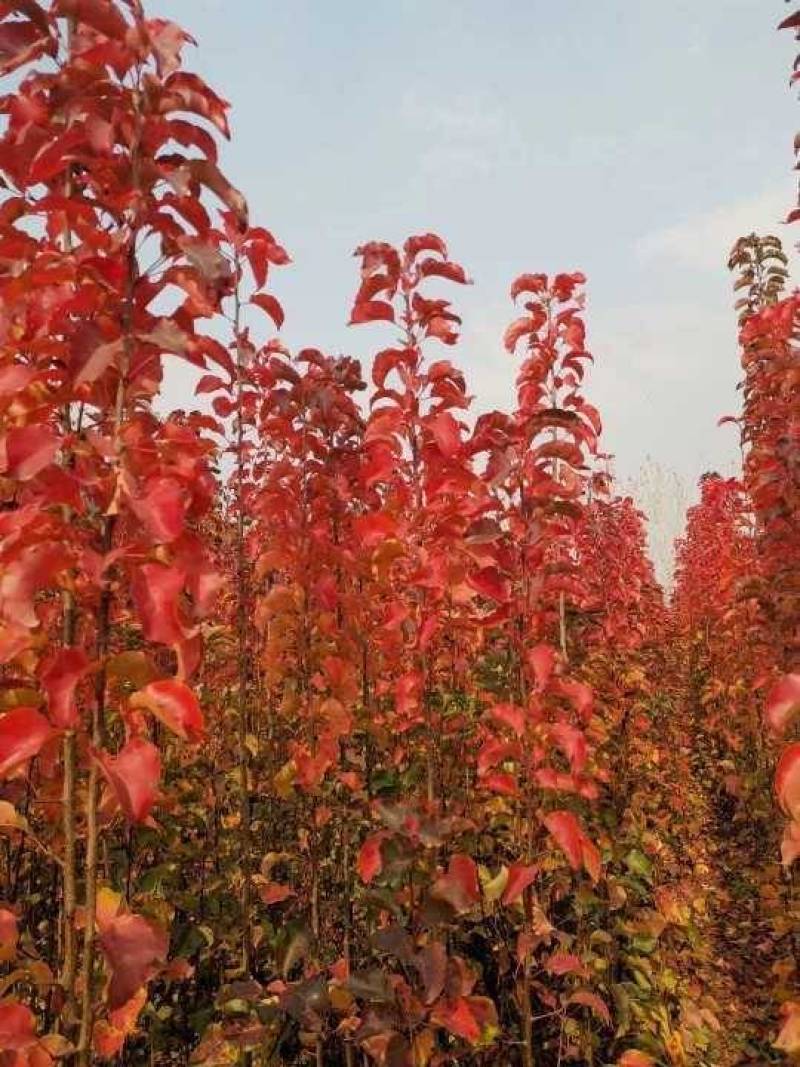 彩叶豆梨精品彩叶豆梨种植基地直发12公分规格齐全