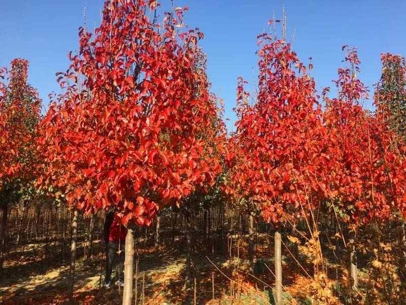 彩叶豆梨精品彩叶豆梨种植基地直发12公分规格齐全