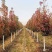 彩叶豆梨精品彩叶豆梨种植基地直发12公分规格齐全