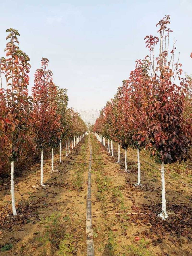 彩叶豆梨精品彩叶豆梨种植基地直发12公分规格齐全