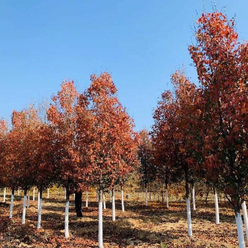 彩叶豆梨精品彩叶豆梨种植基地直发12公分规格齐全