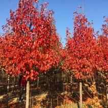 彩叶豆梨精品彩叶豆梨种植基地直发10公分价格