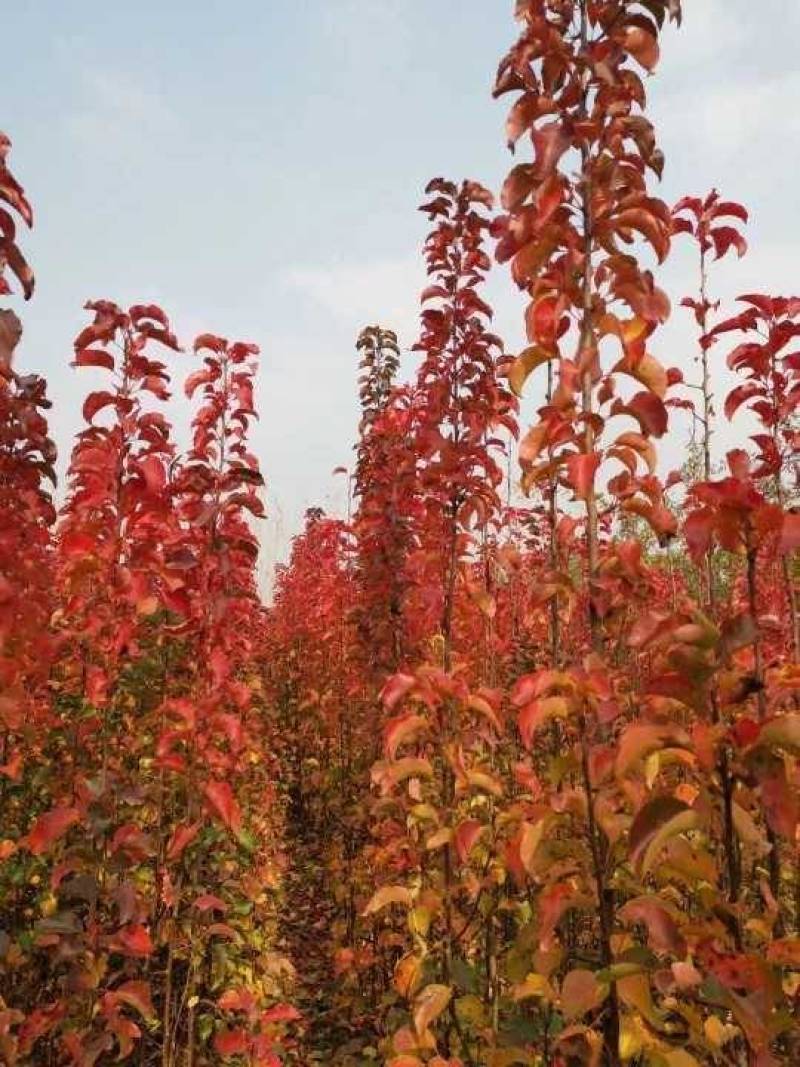 彩叶豆梨精品彩叶豆梨种植基地直发10公分价格