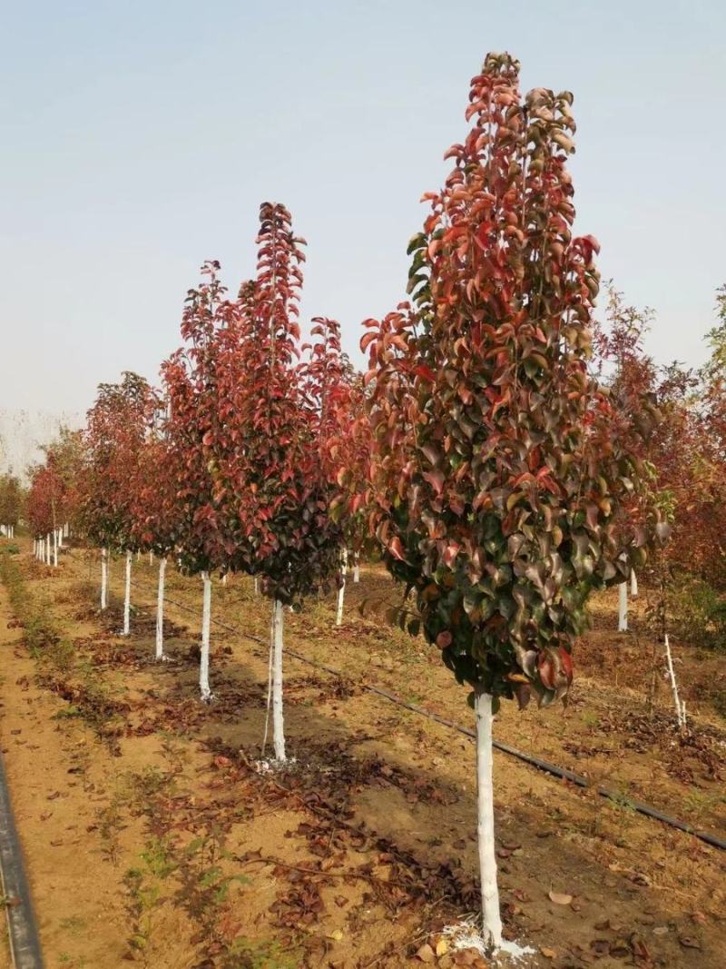 彩叶豆梨精品彩叶豆梨种植基地直发10公分价格
