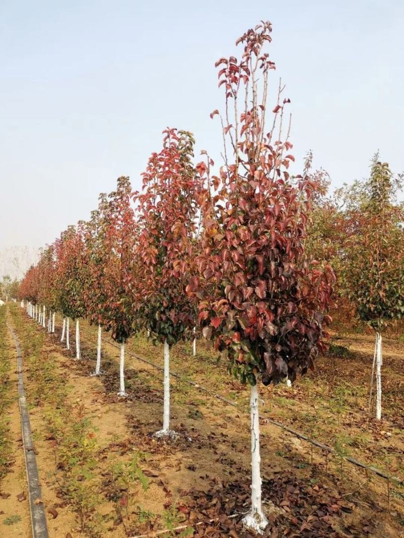 彩叶豆梨精品彩叶豆梨种植基地直发10公分价格
