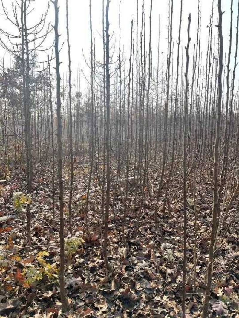 彩叶豆梨精品彩叶豆梨种植基地直发10公分价格
