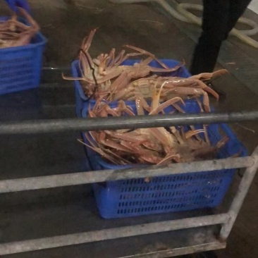 俄罗斯进口鲜活帝王蟹源头采购，价格合理，常年货源充足