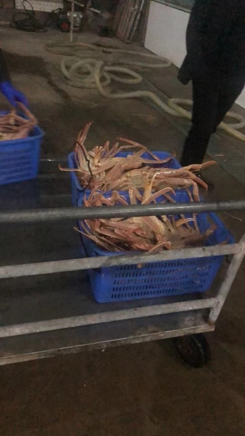 俄罗斯进口鲜活帝王蟹源头采购，价格合理，常年货源充足