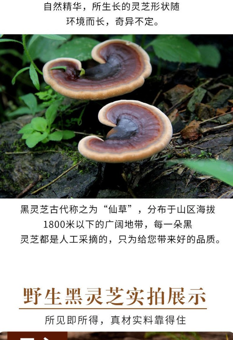 黑灵芝长白山正品林芝野生特级灵芝泡酒泡茶多省包邮免运费