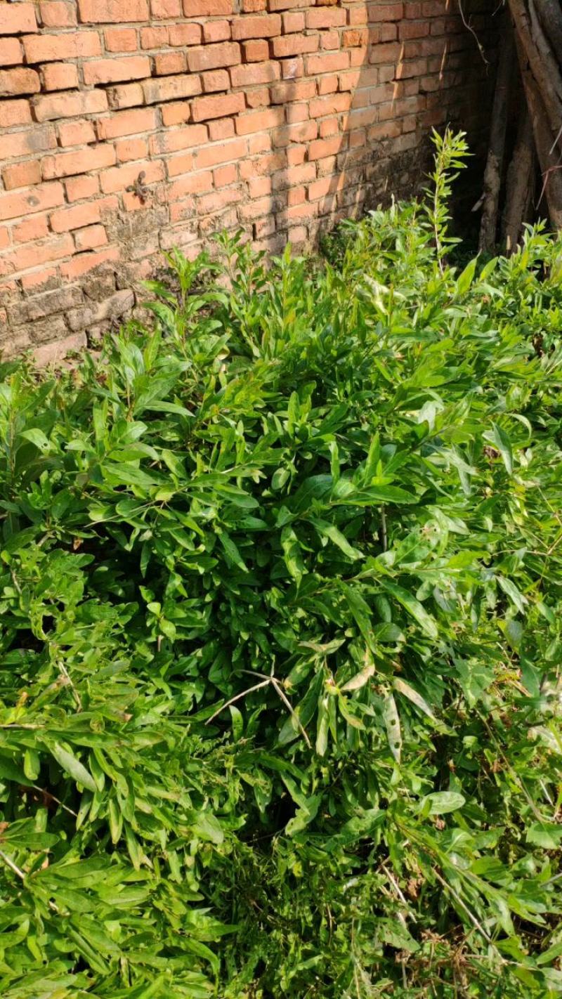 叶用枸杞苗大叶菜用枸杞种苗高产枸杞芽苗无刺枸杞苗食用