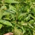 叶用枸杞苗大叶菜用枸杞种苗高产枸杞芽苗无刺枸杞苗食用
