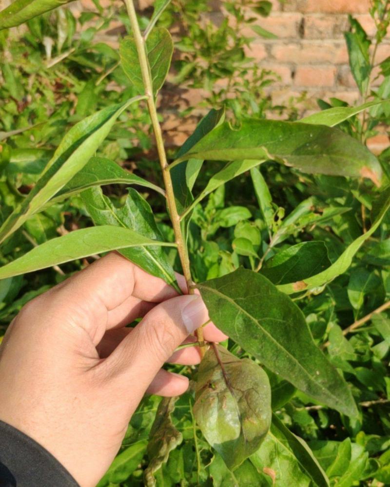 叶用枸杞苗大叶菜用枸杞种苗高产枸杞芽苗无刺枸杞苗食用