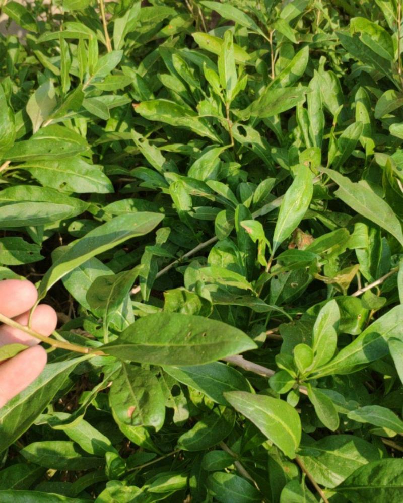 叶用枸杞苗大叶菜用枸杞种苗高产枸杞芽苗无刺枸杞苗食用