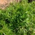 菜枸杞苗菜用枸杞种子枸杞芽种苗叶用枸杞苗高产枸杞头种子