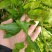 菜枸杞苗菜用枸杞种子枸杞芽种苗叶用枸杞苗高产枸杞头种子