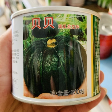 上海惠和进口贝贝南瓜种子扁圆形强粉质正宗贝贝南瓜种子