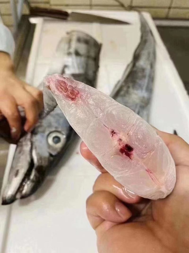 台海大钓带鱼，每条1斤上，精品手提礼盒装，10斤/件包邮