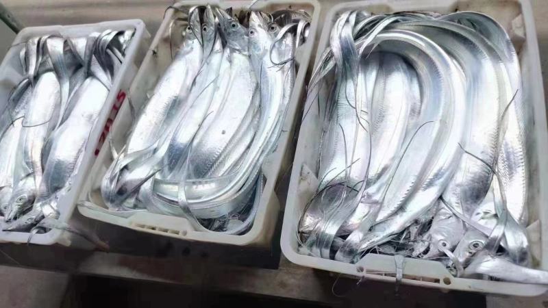 台海大钓带鱼，每条1斤上，精品手提礼盒装，10斤/件包邮