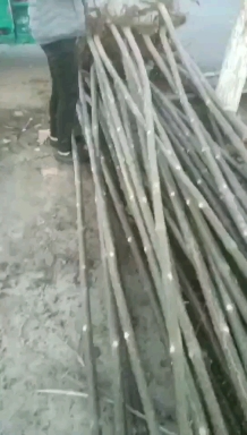 河南省万亩泡桐苗基地规格齐全质量保证货源充足欢迎新老客