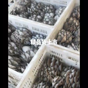 大量有货！保证质量！！童叟无欺，欢迎各位老板前来订购
