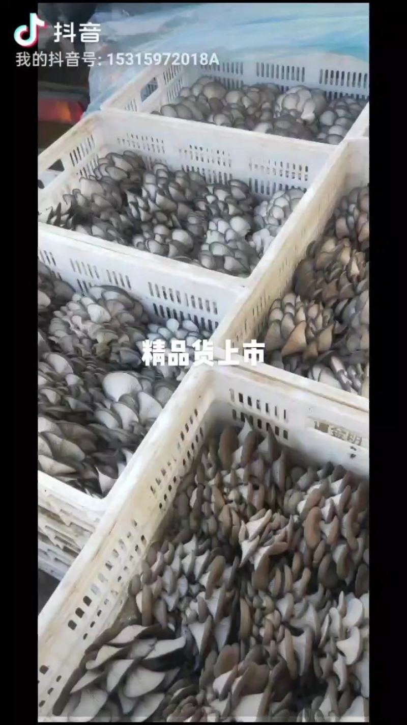 大量有货！保证质量！！童叟无欺，欢迎各位老板前来订购
