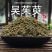 吴茱萸青绿野生吴茱臾中药材广西中花蕾吴芋粉涌泉穴贴