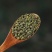 吴茱萸青绿野生吴茱臾中药材广西中花蕾吴芋粉涌泉穴贴